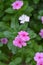 Madagascar rosy periwinkle