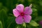 Madagascar rosy periwinkle for pattern