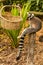 Madagascar`s Endangered Lemurs