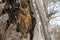 Madagascar Scops-owl   Otus rutilus, Pemba Dwergooruil, Malagasy