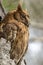 Madagascar Scops-owl   Otus rutilus, Pemba Dwergooruil, Malagasy