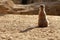 Madagascar Suricata on a clay landscape