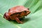 Madagascar tomato frog - Dyscophus antongilii - resting on green leaf, close up photo