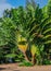 Madagascar traveller`s tree, Ravenala madagascariensis