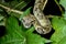 Madagascar tree boa, ranomafana, madagascar