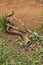 Madagascar tree boa, Sanzinia madagascariensis