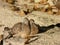 Madagascar Turtle-dove