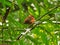 Madagascar weaver in a tree