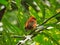 Madagascar weaver in a tree