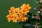 Madagascar widows thrill (kalanchoe blossfeldiana