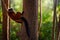 Madagascar wildlife. Red ruffed lemur, Varecia rubra, Park National Andasibe - Mantadia in Madagascar. Red brown monkey on the