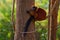 Madagascar wildlife. Red ruffed lemur, Varecia rubra, Park National Andasibe - Mantadia in Madagascar. Red brown monkey on the