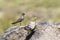 Madagaskarvorkstaartplevier, Madagascar Pratincole, Glareola ocularis