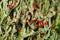 The madame\\\'s cup lichen (Cladonia coccifera) growth in a natural habitat