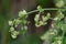 Madder Rubia argyi flowers