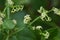 Madder Rubia argyi flowers