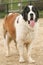 Maddie, a female Saint Bernard