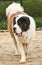 Maddie, a female Saint Bernard