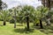 Madeira Botanical Garden, Funchal / MADEIRA - April 22, 2017: partially burned palm trees and cycads after fires in 2016