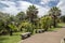 Madeira Botanical Garden, Funchal / MADEIRA - April 22, 2017: partially burned palm trees and cycads after fires in 2016