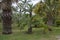 Madeira Botanical Garden, Funchal / MADEIRA - April 22, 2017: partially burned palm trees and cycads after fires in 2016016