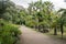 Madeira Botanical Garden, Funchal / MADEIRA - April 22, 2017: partially burned palm trees after fires in 2016