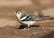 Madeira Chaffinch, Madeira vink, Fringilla coelebs maderensis