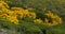 Madeira Dyer`s greenweed, genista maderensis, Madeira Island in Portugal, Real Time