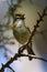 Madeira firecrest, Madeira kinglet, Regulus madeirensis is singing