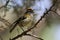 Madeira firecrest, Madeira kinglet, Regulus madeirensis is singing