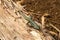 Madeira green lizard