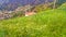 Madeira Island Wallpapers and Photos Vegetation