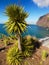 Madeira, Palm trees, Cabo Girao Cliff, Portugal