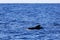 Madeira Pilot whale