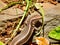 Madeira Wall Lizard