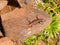 madeira wall lizard, teira dugesii