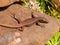 madeira wall lizard, teira dugesii