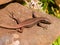 madeira wall lizard, teira dugesii