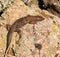 madeira wall lizard, teira dugesii