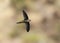 Madeiragierzwaluw, Plain Swift, Apus unicolor