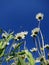 Madeliefjes op Texel; English Daisy on Texel, Netherlands