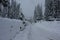 Madesimo, Italy. Winter season. Tree branches covered with snow