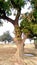 Madhuca longifolia mahuwa madkam tree