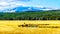 The Madison River as it winds its way through the Grasslands in Yellowstone National Park in Wyoming, USA