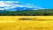 The Madison River as it winds its way through the Grasslands in Yellowstone National Park in Wyoming, USA