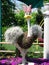 Madmoiselle Upanova Topiary Ostrich Disney Fantasia