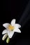 Madonna lily flower, Lilium candidum