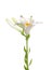 Madonna lily (Lilium candidum)