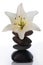 Madonna lily with spa stones