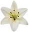 Madonna Lily On White